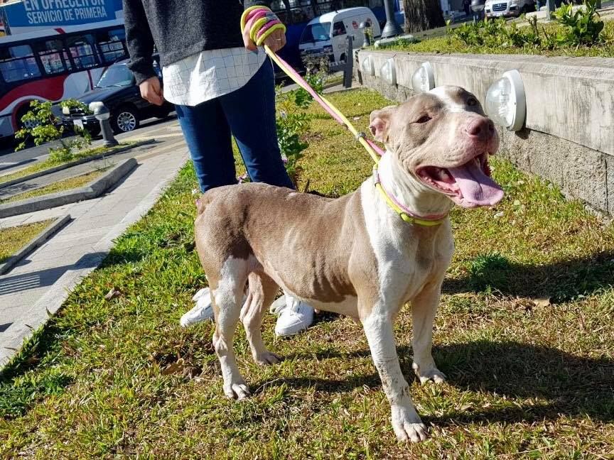 chienne heureuse jardin-13326.jpg