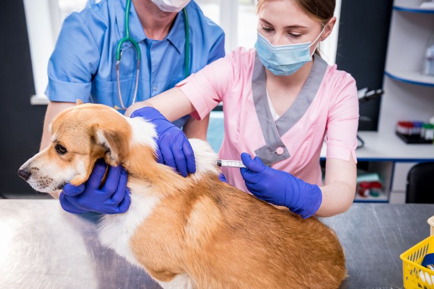 Urgence vétérinaire : chien soigné par deux vétérinaires lors d'une injection