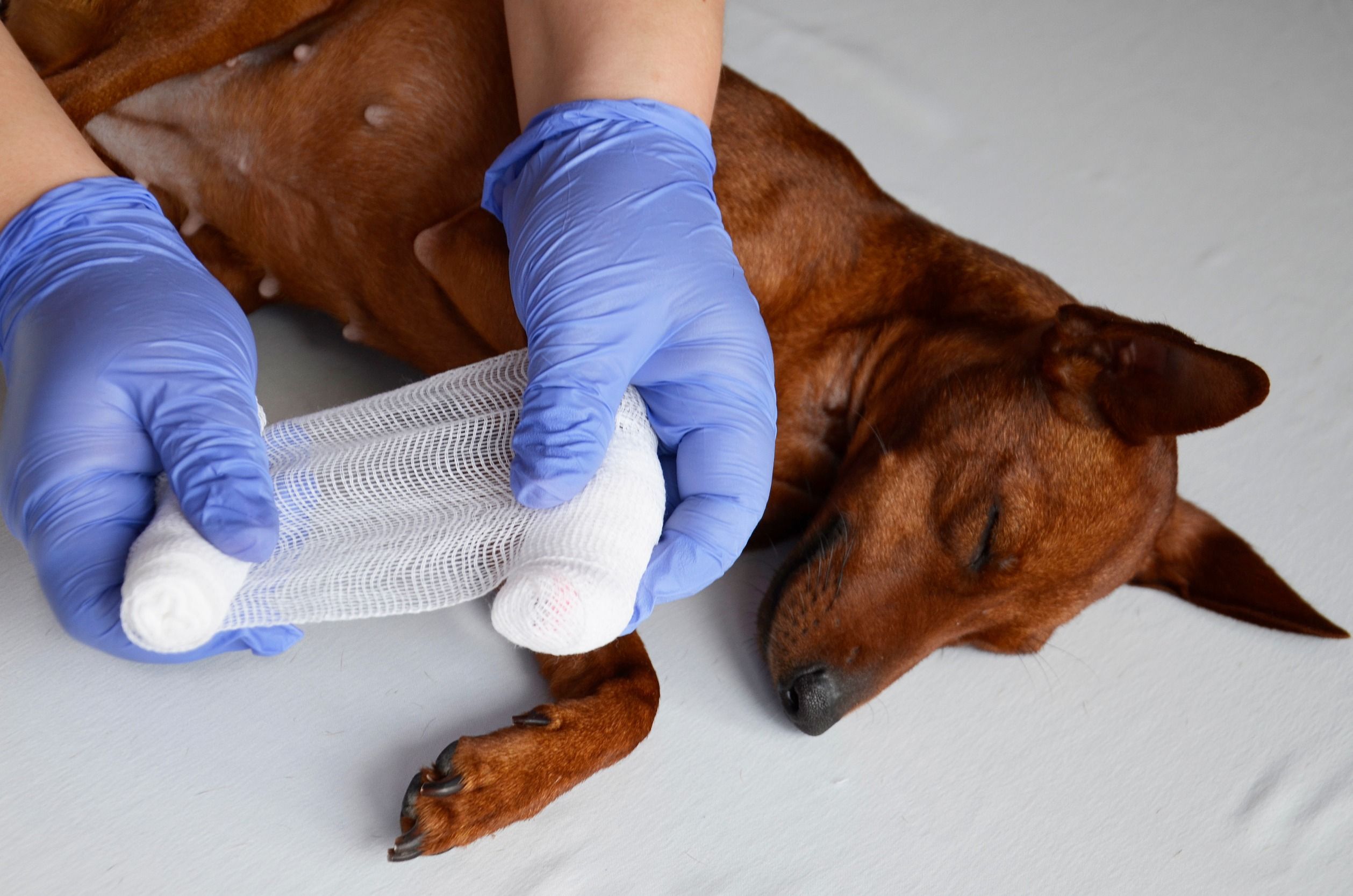 Urgence vétérinaire : bandage d’une patte blessée chez un chien