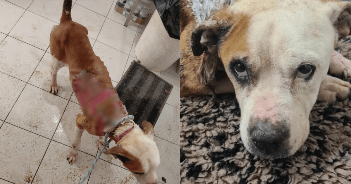  Gros plan sur le regard triste d'un chien au pelage blanc et marron, symbole de la lutte contre la maltraitance animale.