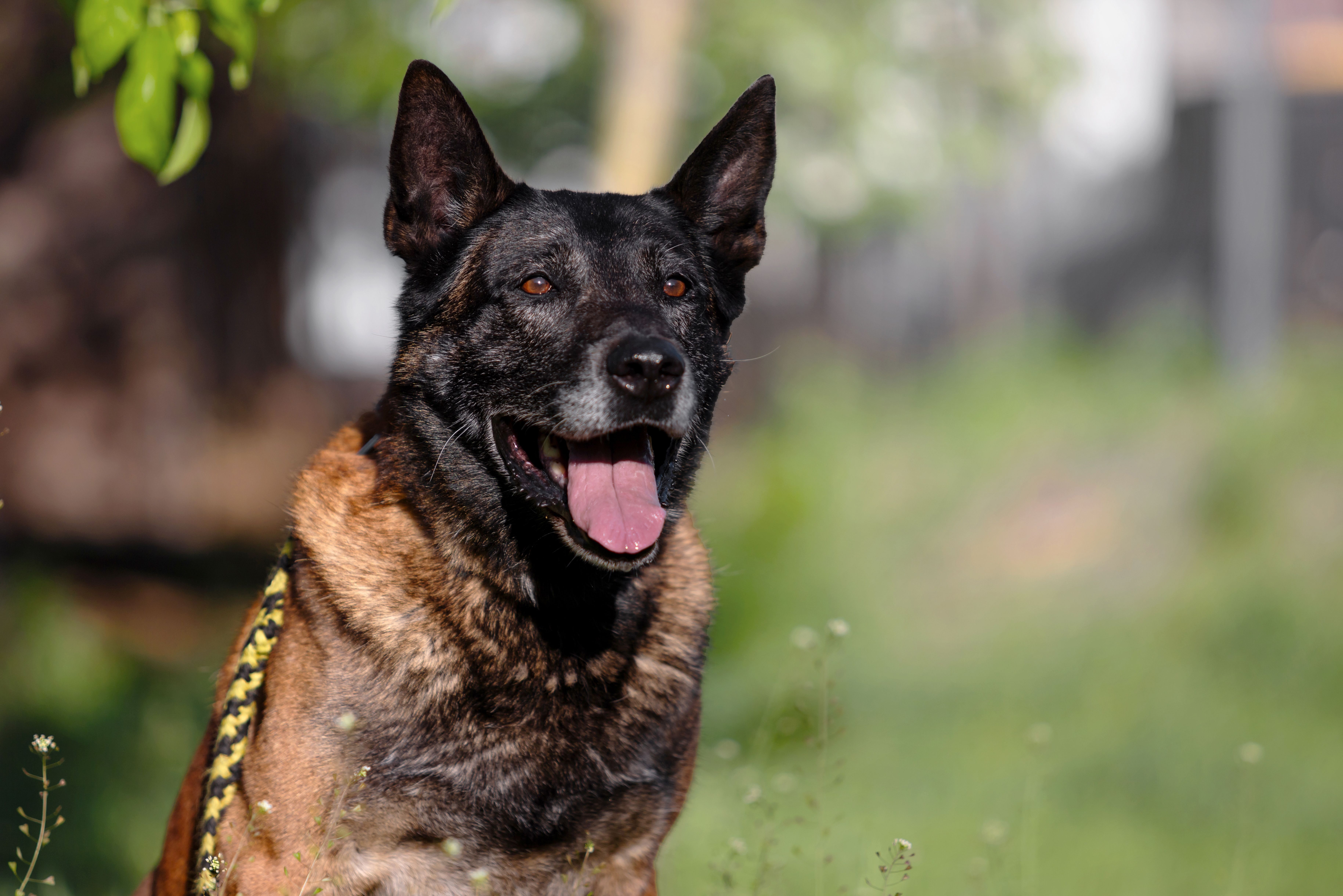 Un chien policier de race Malinois avec son harnais de service, le regard attentif, aux côtés de son maître en uniforme.