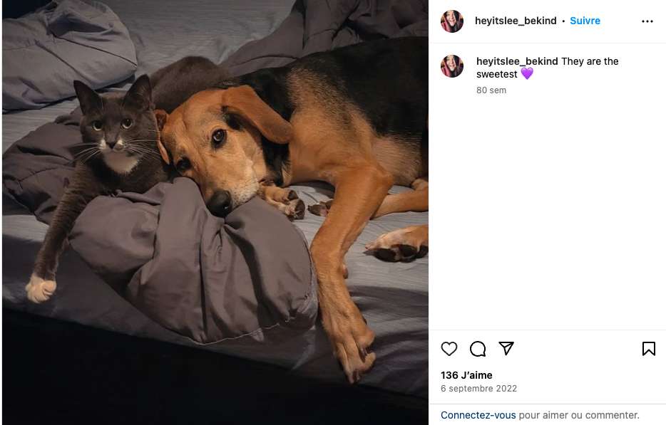 Berger Allemand et Coonhound et chaton gris et blanc