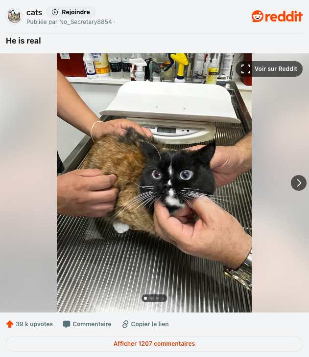 Bruce le chat chimère, avec une moitié de visage noire, une moitié blanche, et des yeux de couleurs différentes sur reddit