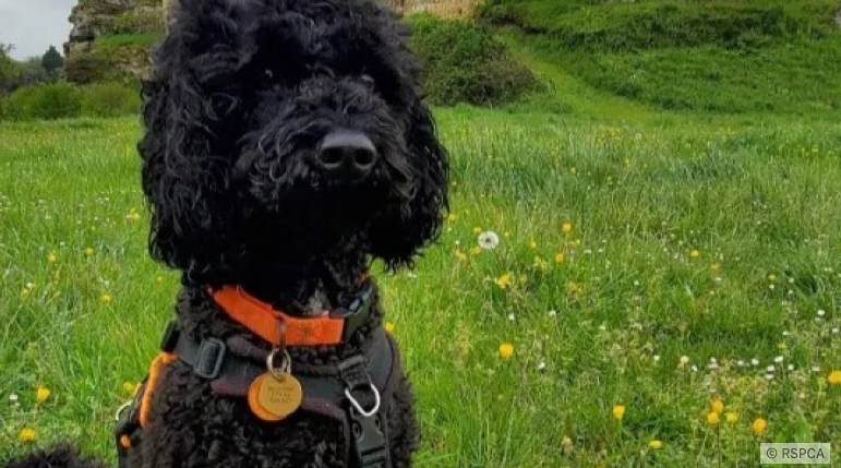 Jack le Caniche d'un élevage illégal