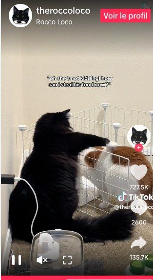 Chat qui court et qui a volé de la viande.