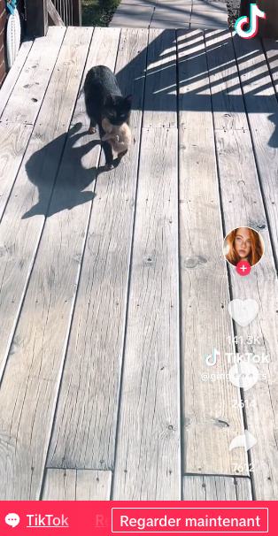 Chatte errante remerciant sa bienfaitrice en lui apportant ses chatons