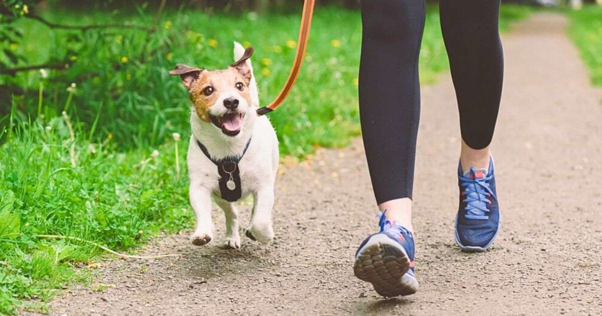 Chien en laisse lors d'une promenade en forêt respectant la réglementation pour protéger la faune pendant la période de nidification