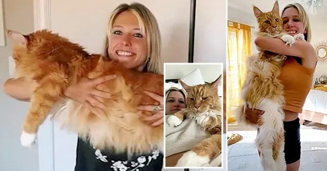 Chat maine coon geant