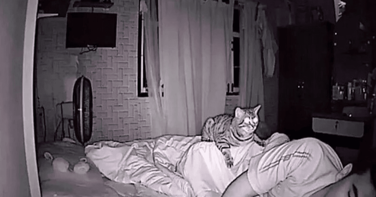 IMAGE_PRINCIPALE_ARTICLE_ Histoires_animaux - 2024-02-12T094918.142.png