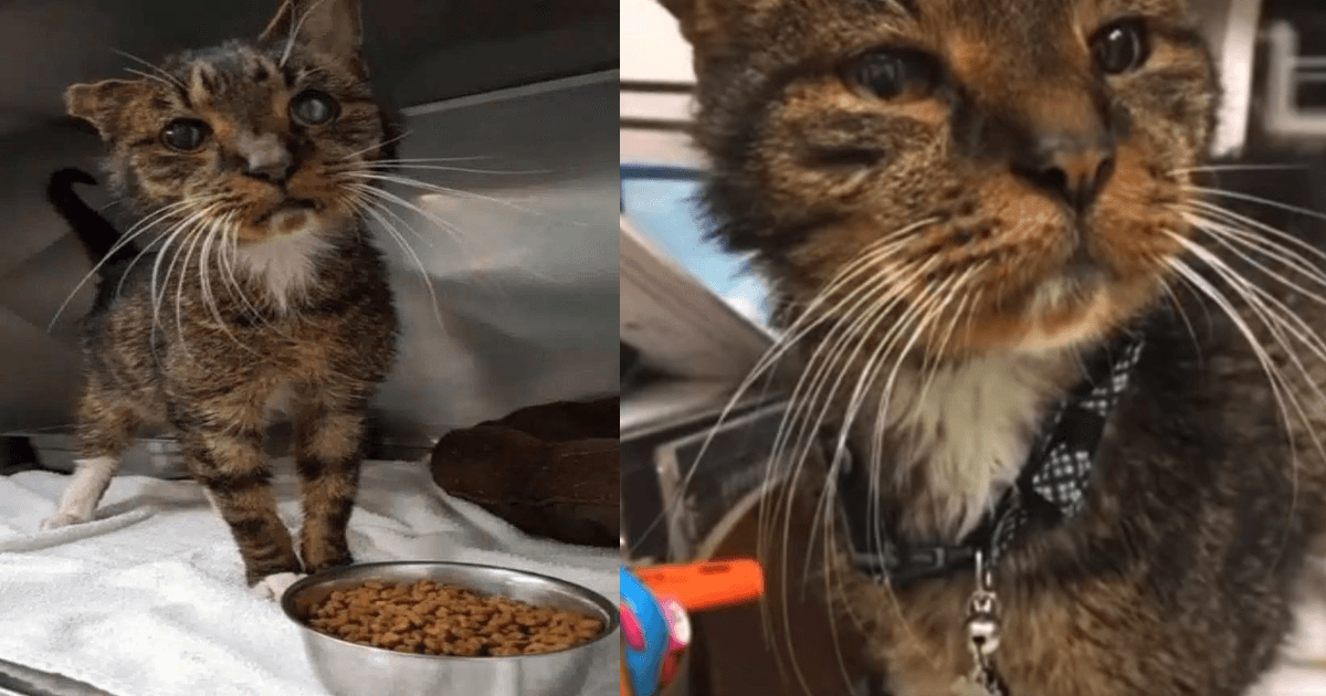 IMAGE_PRINCIPALE_ARTICLE_ Histoires_animaux - 2024-02-21T111159.268.png