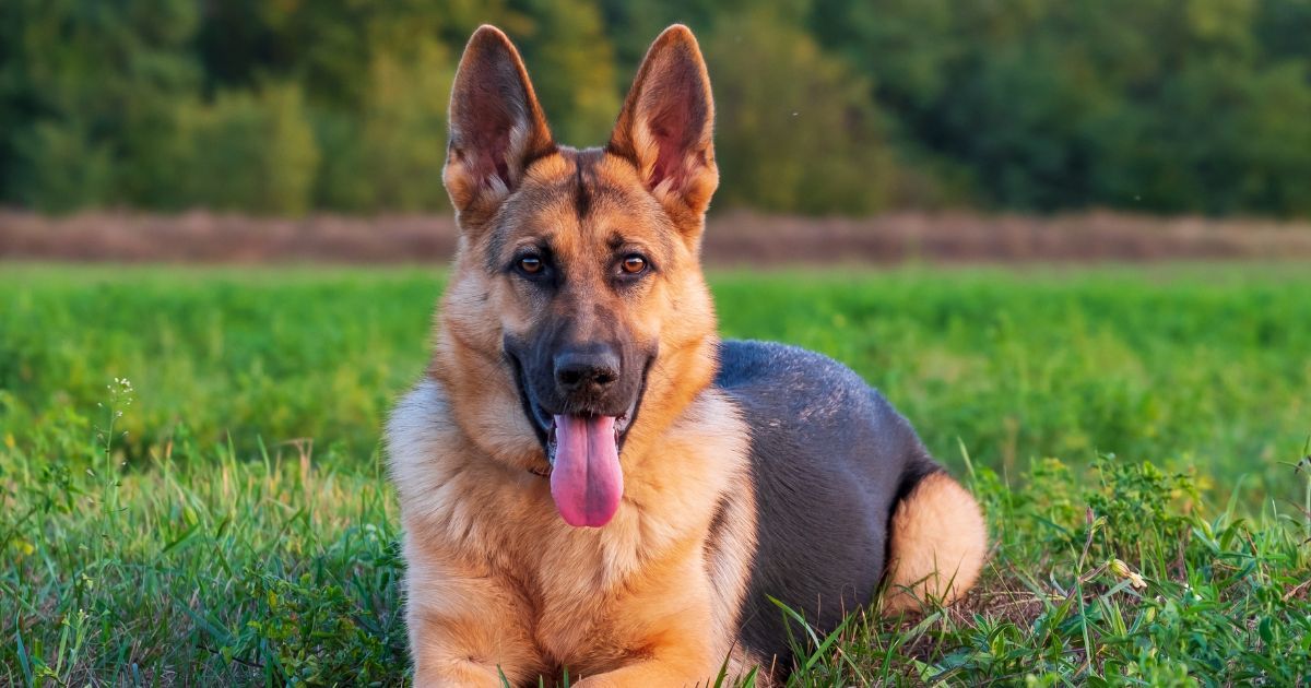 IMAGE_PRINCIPALE_ARTICLE_ Histoires_animaux (27).jpg