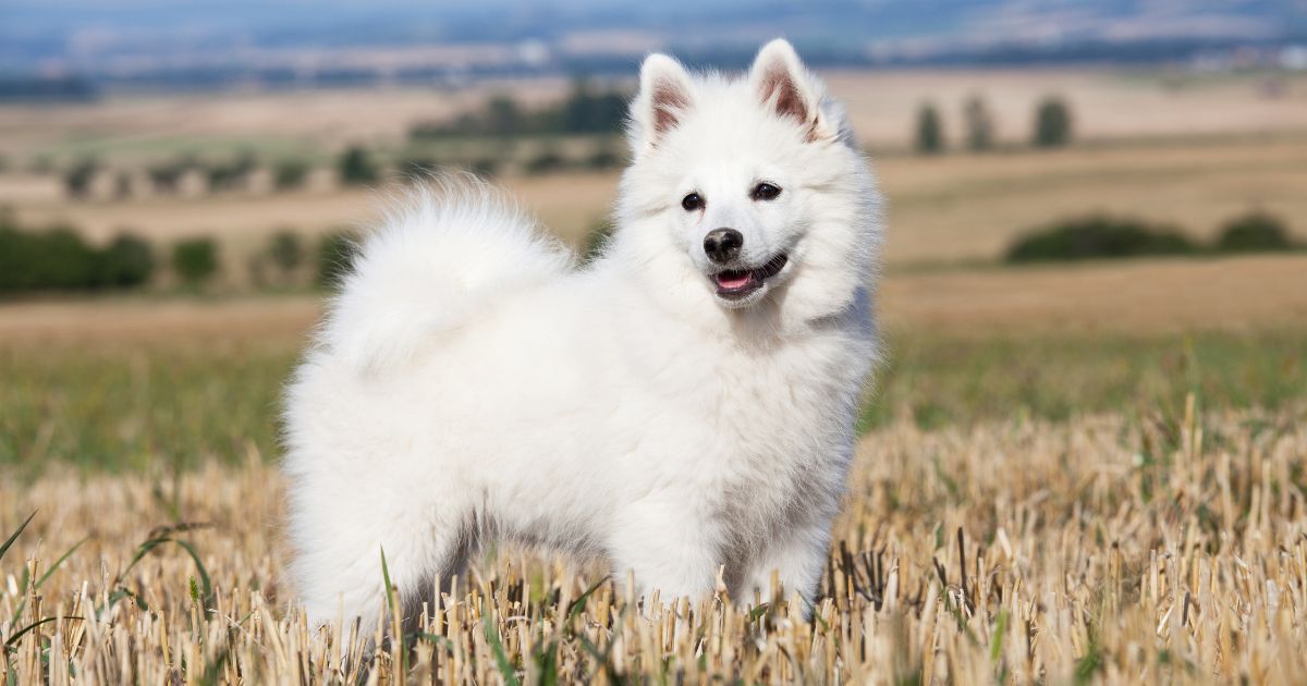 IMAGE_PRINCIPALE_ARTICLE_ Histoires_animaux (28).jpg