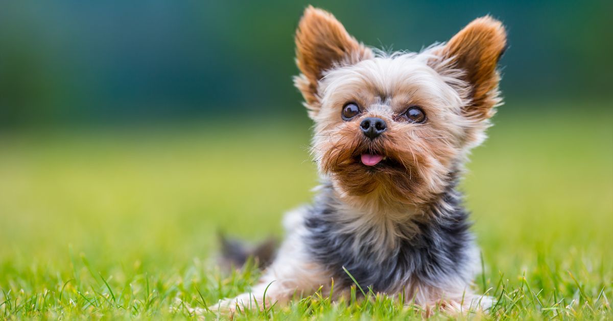 IMAGE_PRINCIPALE_ARTICLE_ Histoires_animaux (29).jpg