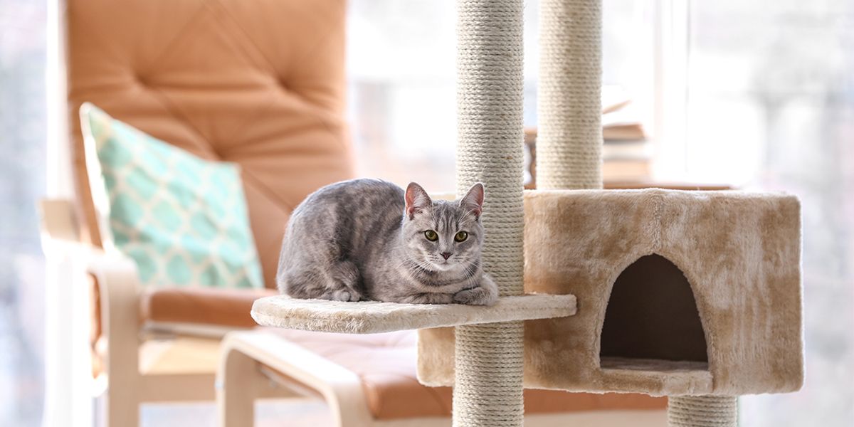 INTER_Arbre à chat.jpg