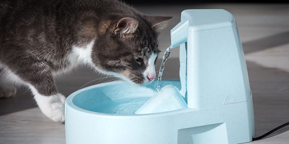 INTER_Fontaine chat.jpg