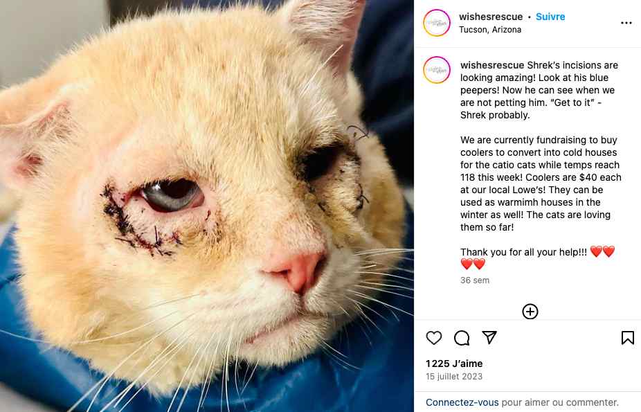 Le célèbre célèbre chat errant Shrek