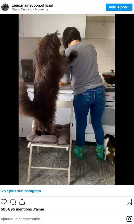 Maine Coon Xxl géant noir au yeux bleu