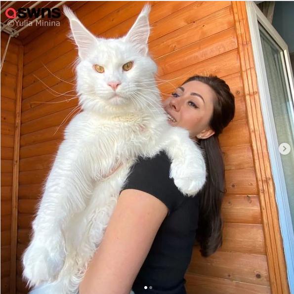 Maine Coon géant blanc