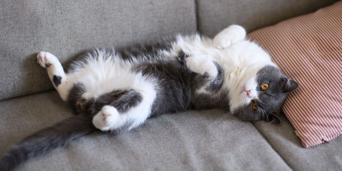 Shutterstock / Chendongshan