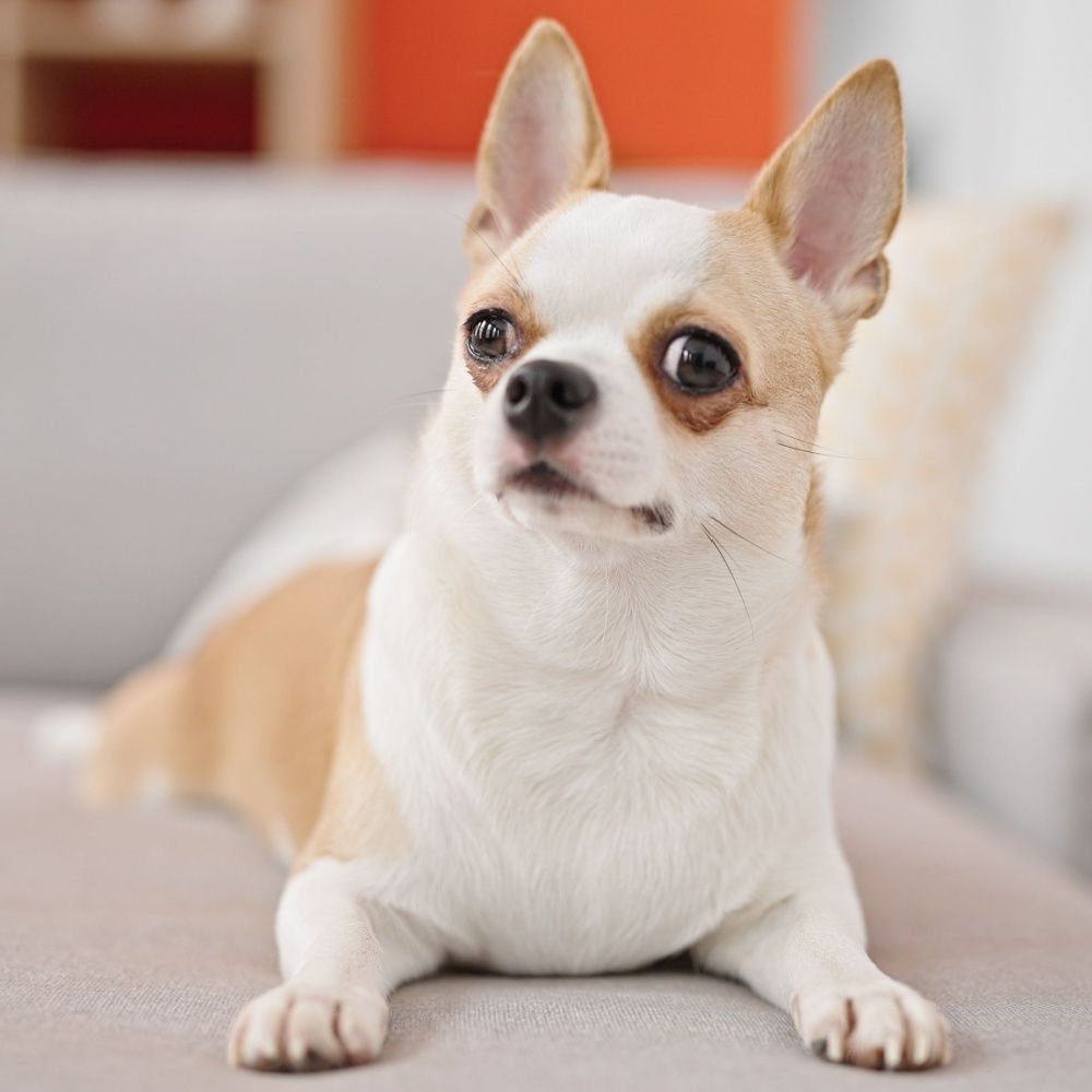 Shutterstock_2426538649 (1).jpg