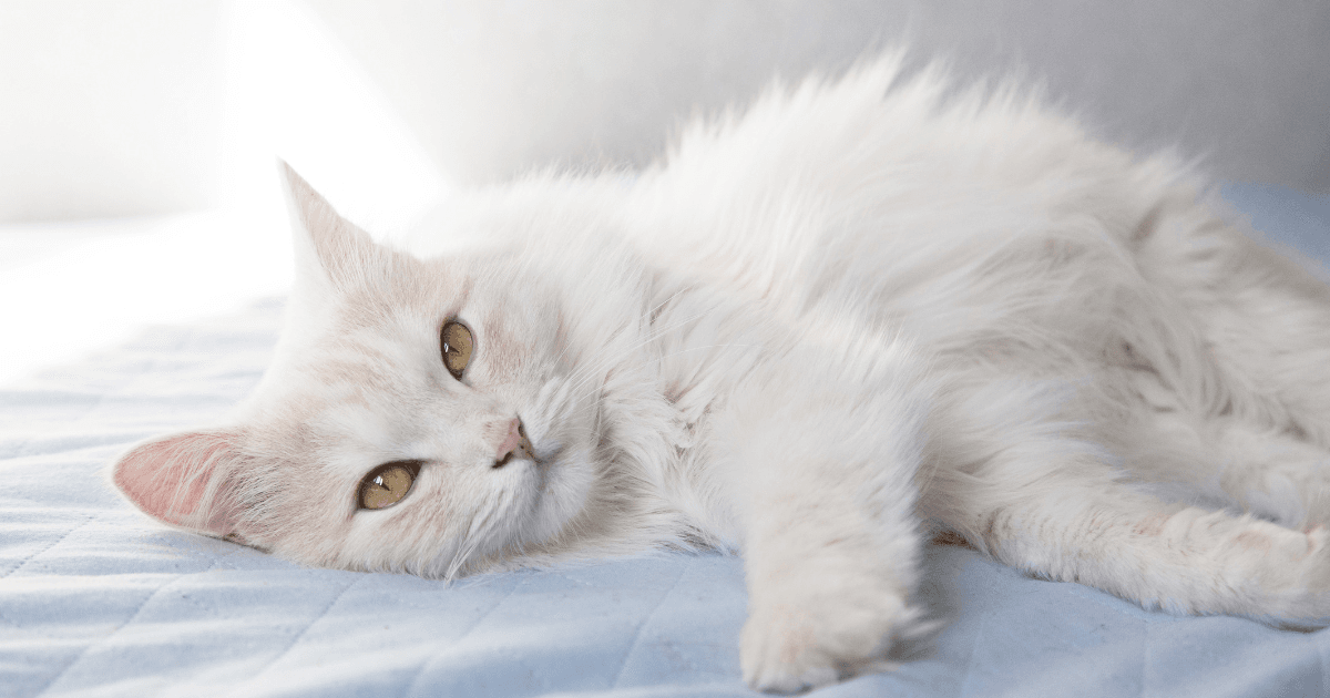 Top 10 des races de chats à poils longs ! (3).png