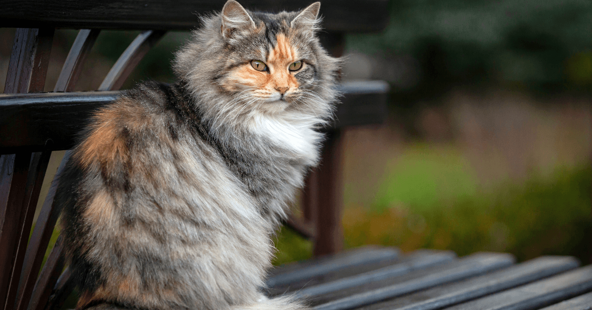 Top 10 des races de chats à poils longs ! (4).png