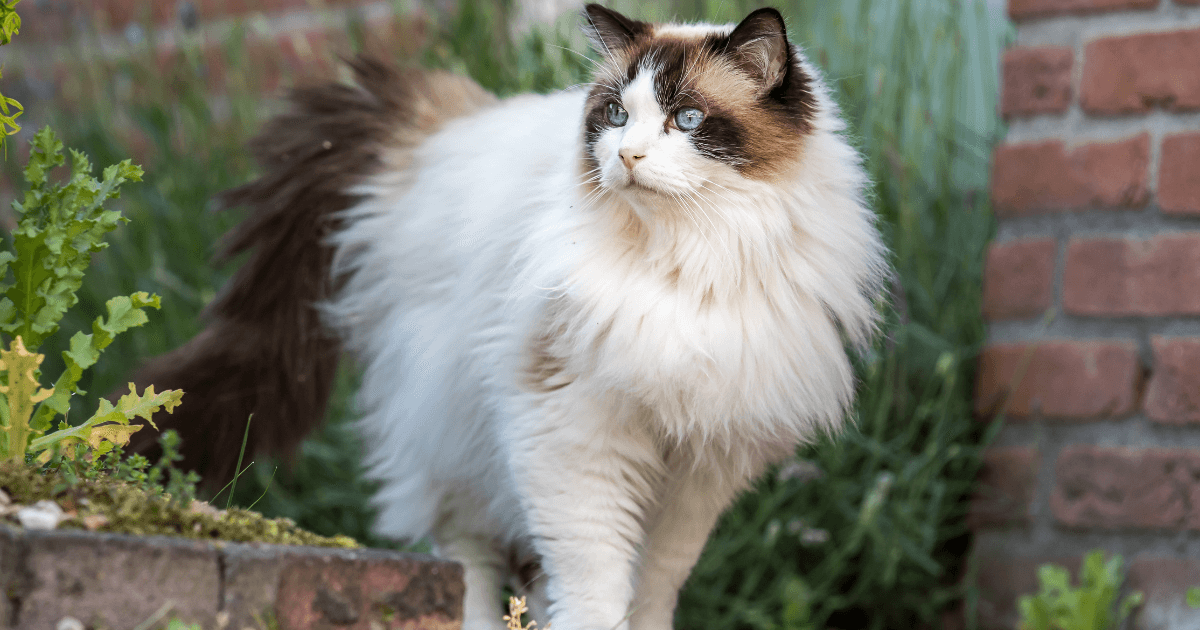 Top 10 des races de chats à poils longs ! (5).png