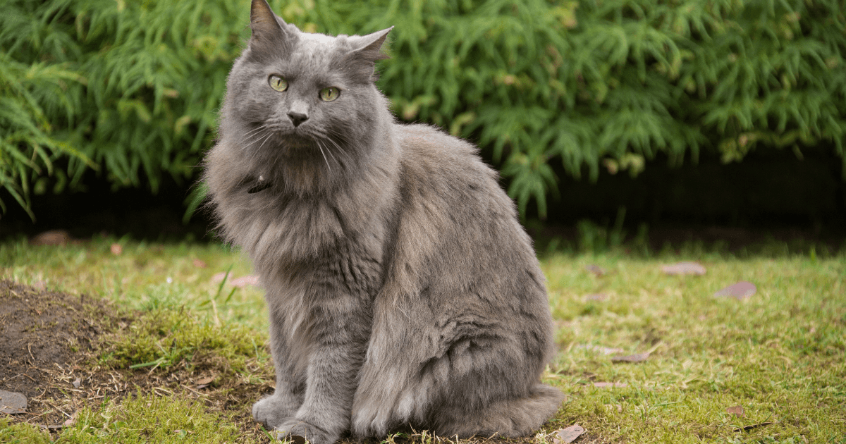 Top 10 des races de chats à poils longs ! (6).png