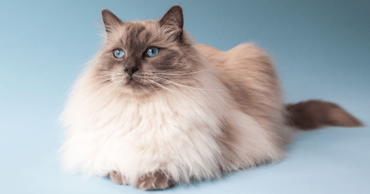 Top 10 des races de chats à poils longs ! (7).png