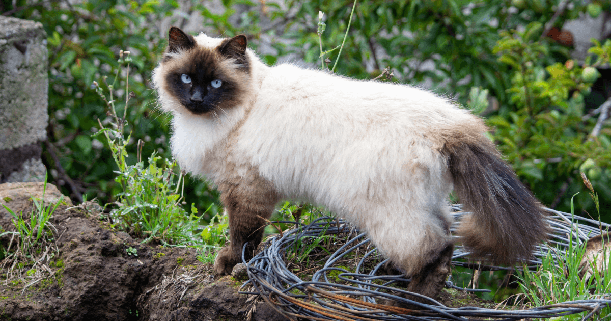 Top 10 des races de chats à poils longs ! (8).png