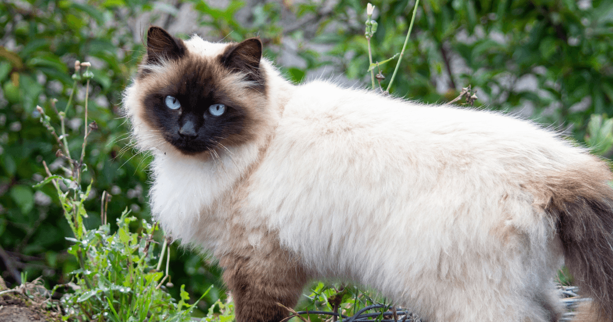 Top 5 des races de chats aux yeux bleus  (3).png