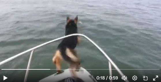 Un Berger Allemand saute dans l'eau 