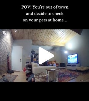 Un chat Bengal réalisant un saut spectaculaire, surnommé 'Michael Jordan félin'