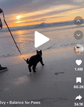 Un chat noir en harnais explore timidement la plage