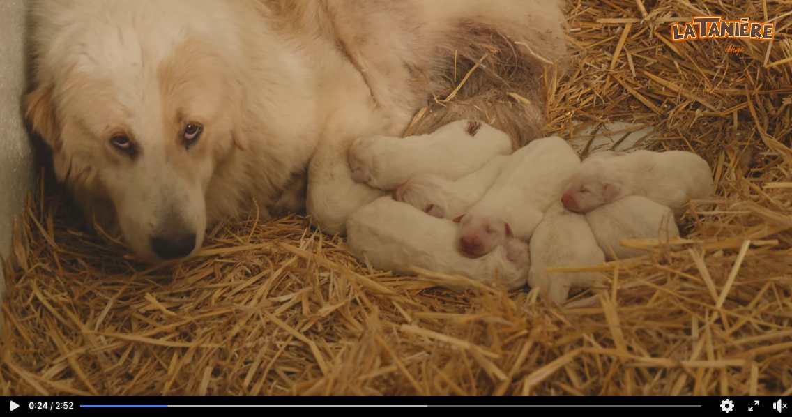 Une chienne de la race Patou errante avec 10 chiots dans le refuge de La Tanière