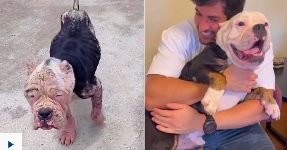 Yoda, un chien American Bully malade de la scabbia avec une perte de poil extrême