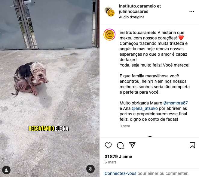 Yoda, un chien American Bully malade de la scabbia avec une perte de poil extrême