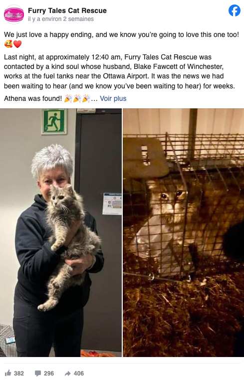 Chatte nommée Athena et ses cinq chatons après un sauvetage miraculeux à l'aéroport