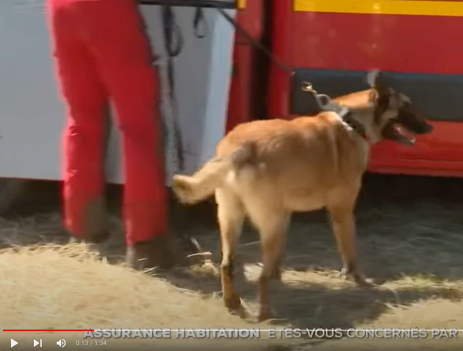 Émile décédé, 6 chiens et un drone pour retrouver le corps et les ossements du petit garçon.