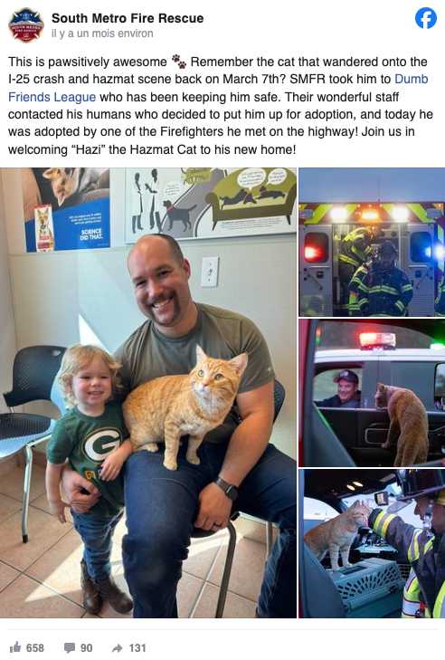 Hazi : le chat errant devenu héros et adopté par un pompier