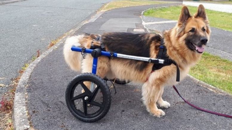 Kane, un Berger Allemand victime d'une maladie dévastatrice affectant sa colonne vertébrale