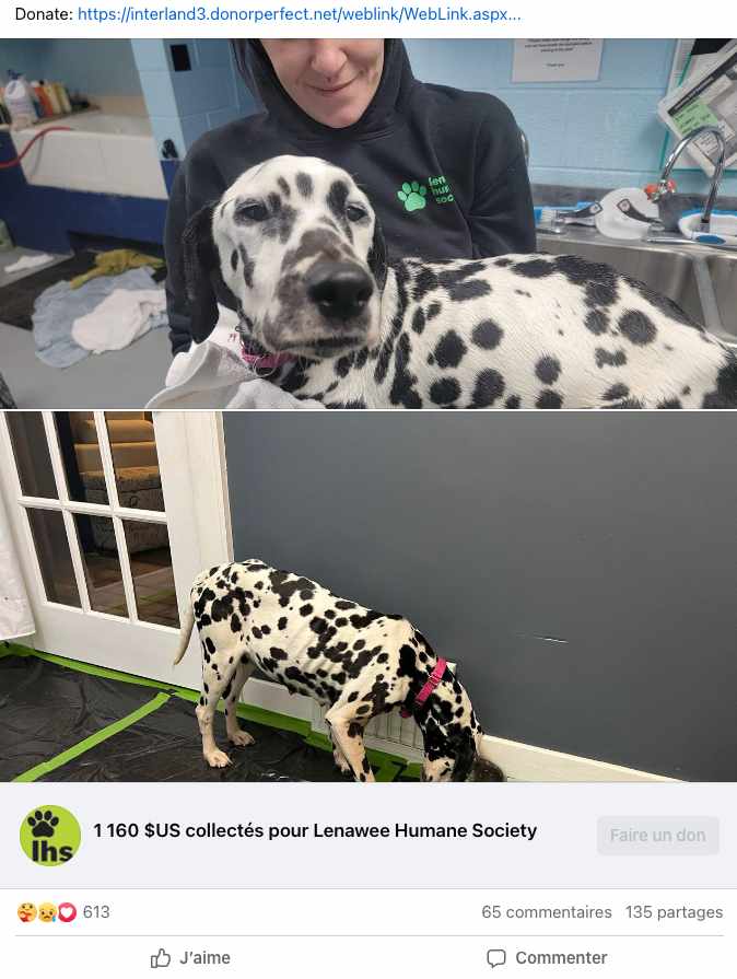 Maggie la Dalmatienne sauvée en convalescence avec ses chiots