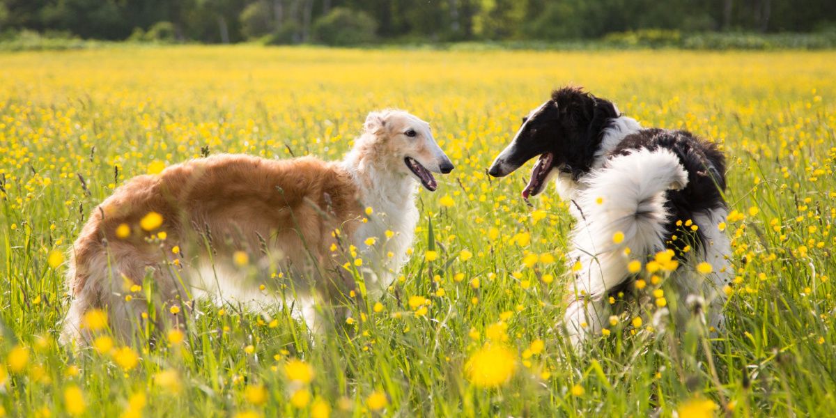 chien barzoi