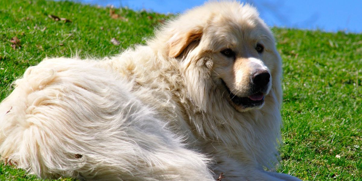 Chien Montagne des Pyrénées