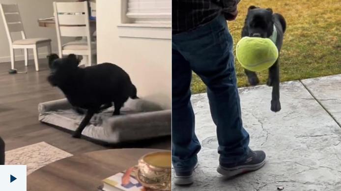 Sully le chien le Labrador noir de 2 ans sur TikTok