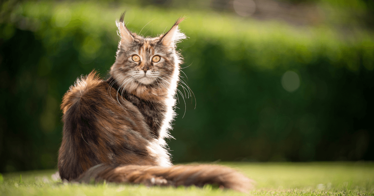 Top 10 des races de chats à poils longs ! (1).png