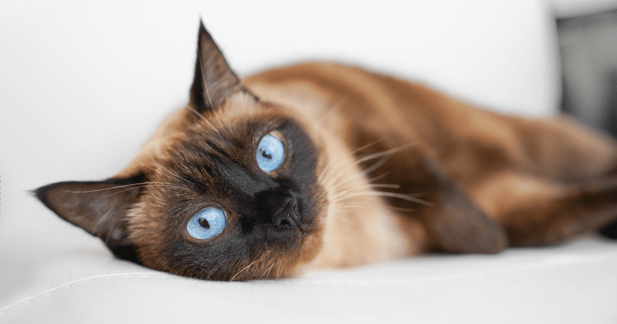 Top 5 des races de chats aux yeux bleus .png
