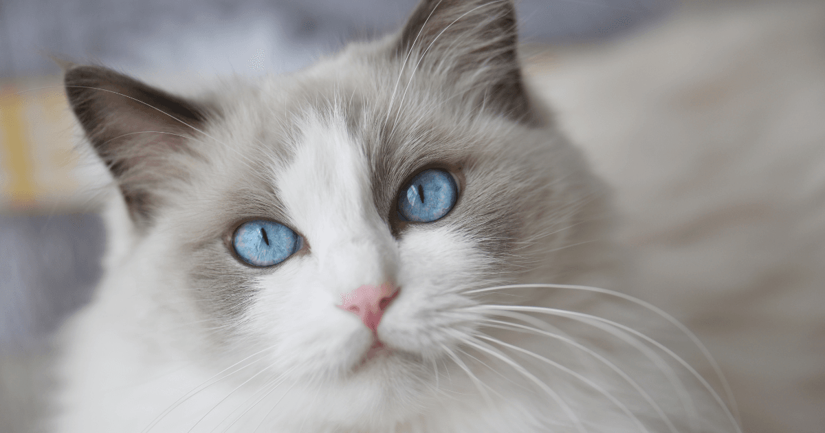 Top 5 des races de chats aux yeux bleus  (1).png