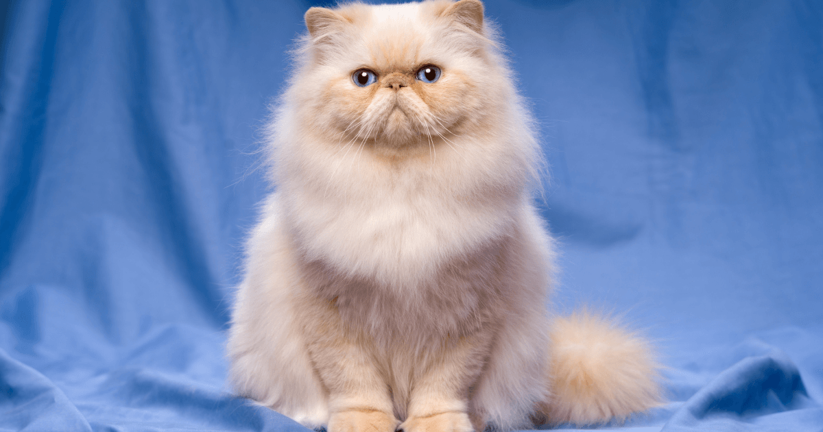 Top 5 des races de chats aux yeux bleus  (2).png