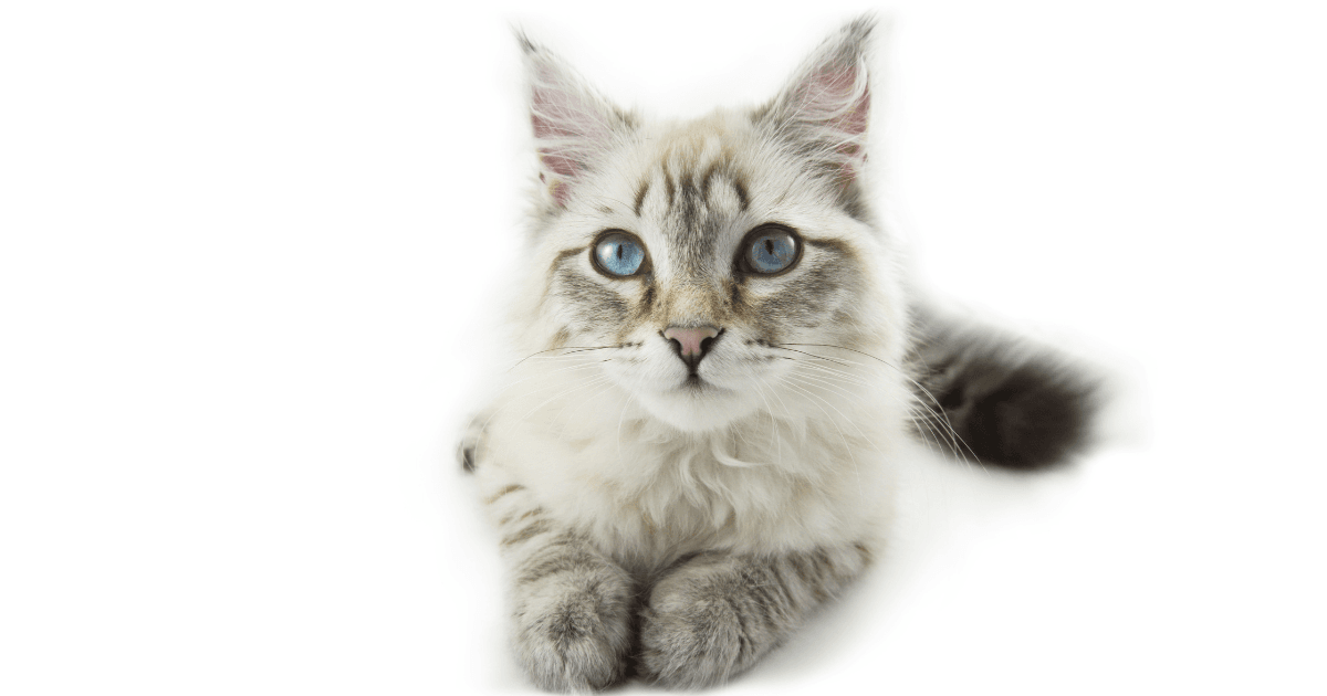 Top 5 des races de chats aux yeux bleus  (4).png